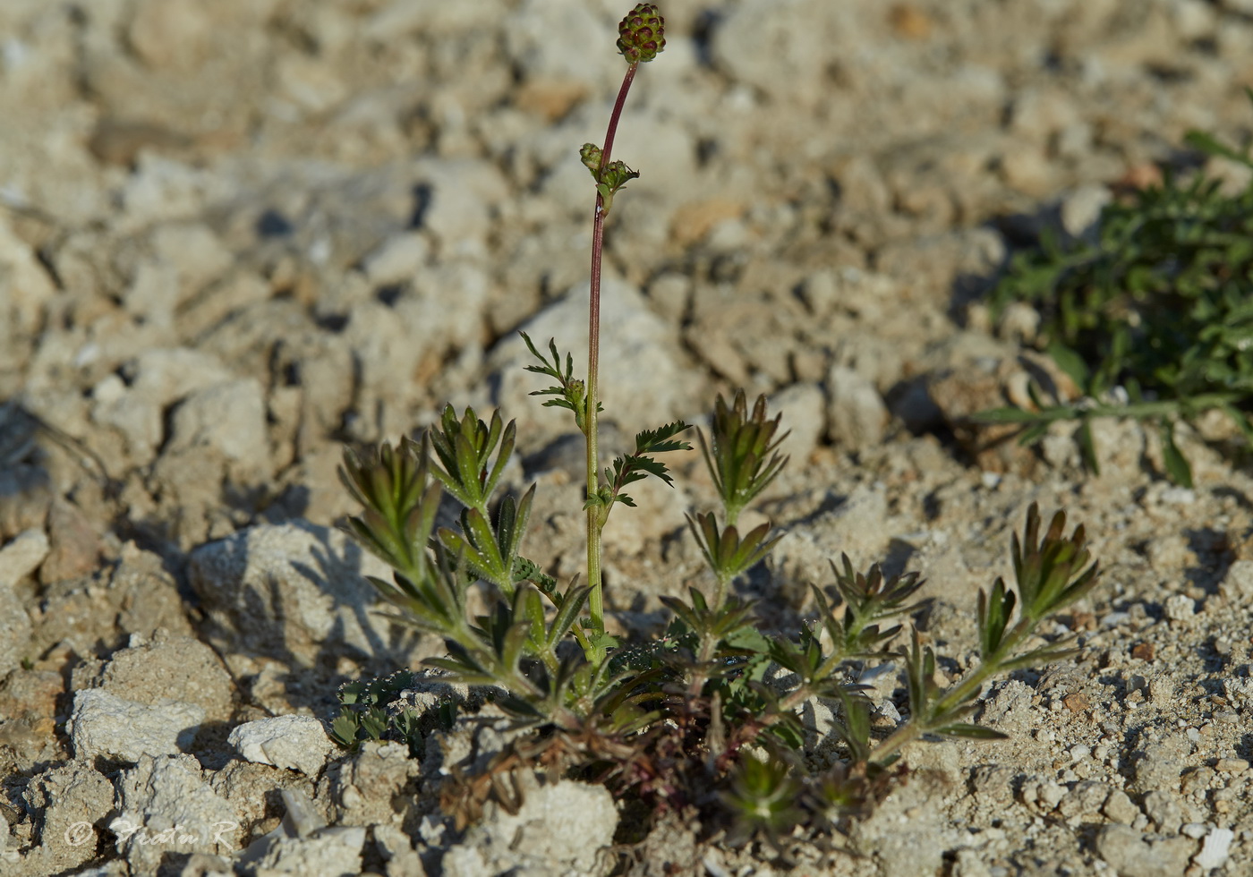 Изображение особи Poterium sanguisorba.