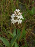 Menyanthes trifoliata. Верхушка цветущего растения. Магаданская обл., Ольский р-н, Ольское шоссе, осоково-пушицевая кочкарная тундра, термокарстовое озеро. 03.07.2013.