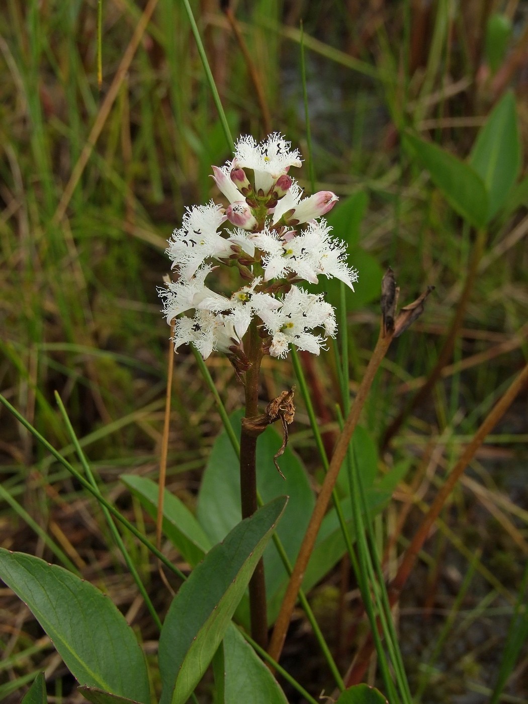 Изображение особи Menyanthes trifoliata.