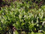 Maianthemum bifolium. Цветущие растения. Магаданская обл., окр. г. Магадан, бухта Нагаева, Морпортовская сопка, каменноберезняк. 19.06.2016.