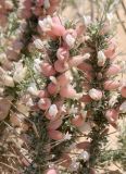 Astragalus spinosus. Верхушка цветущего растения. Египет, южные окр. г. Эль-Дабаа, рудеральная группировка около ячменного поля. 15.03.2017.