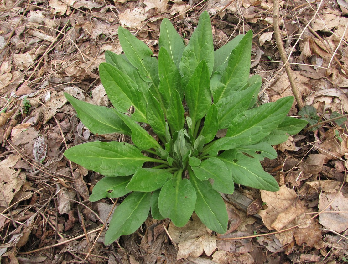 Изображение особи Solenanthus biebersteinii.