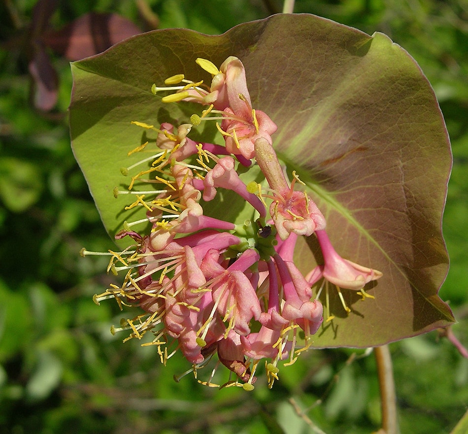 Изображение особи Lonicera dioica.