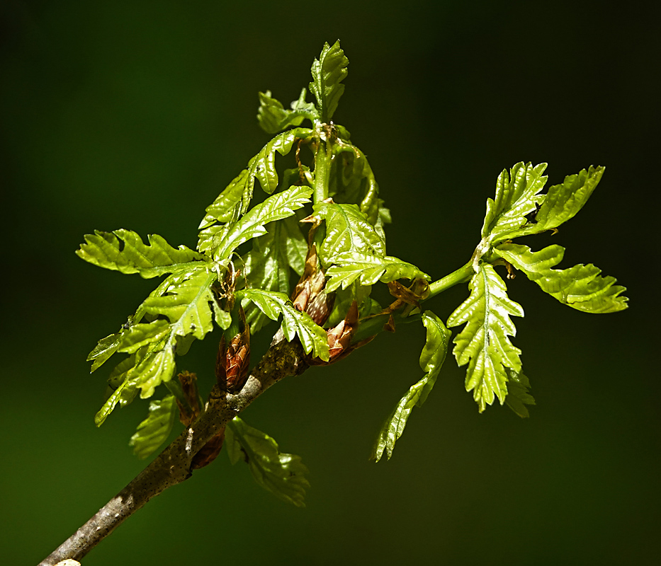 Изображение особи Quercus robur.