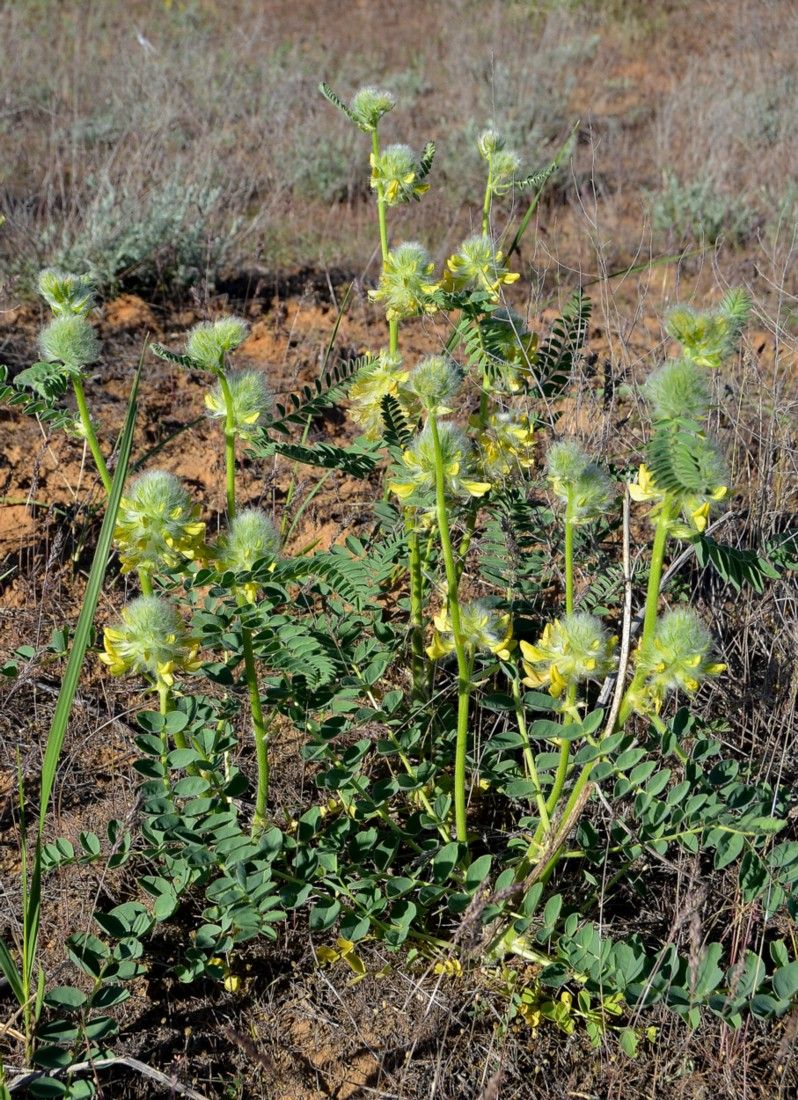 Image of Astragalus vulpinus specimen.