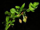 Vaccinium myrtillus