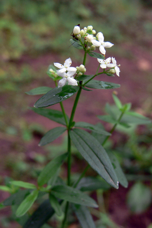 Изображение особи Galium boreale.