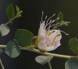 Image of taxon representative. Author is Вячеслав Юсупов
