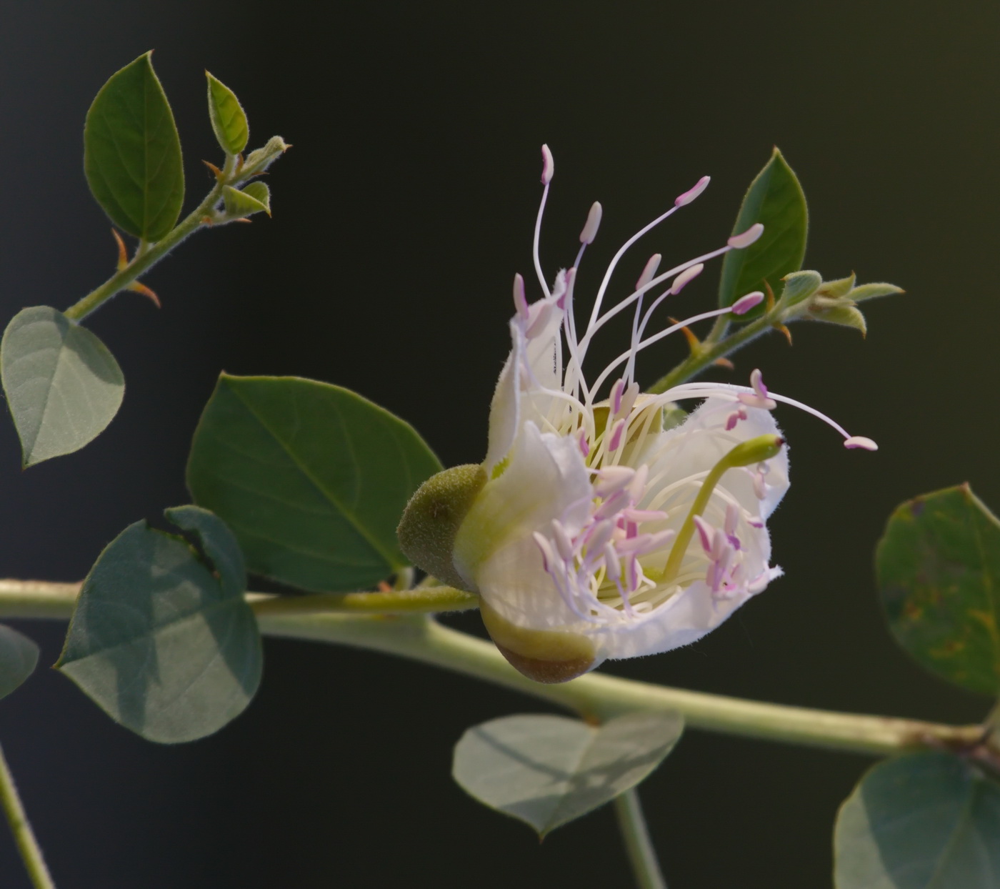 Image of Capparis herbacea specimen.