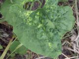 Aristolochia clematitis