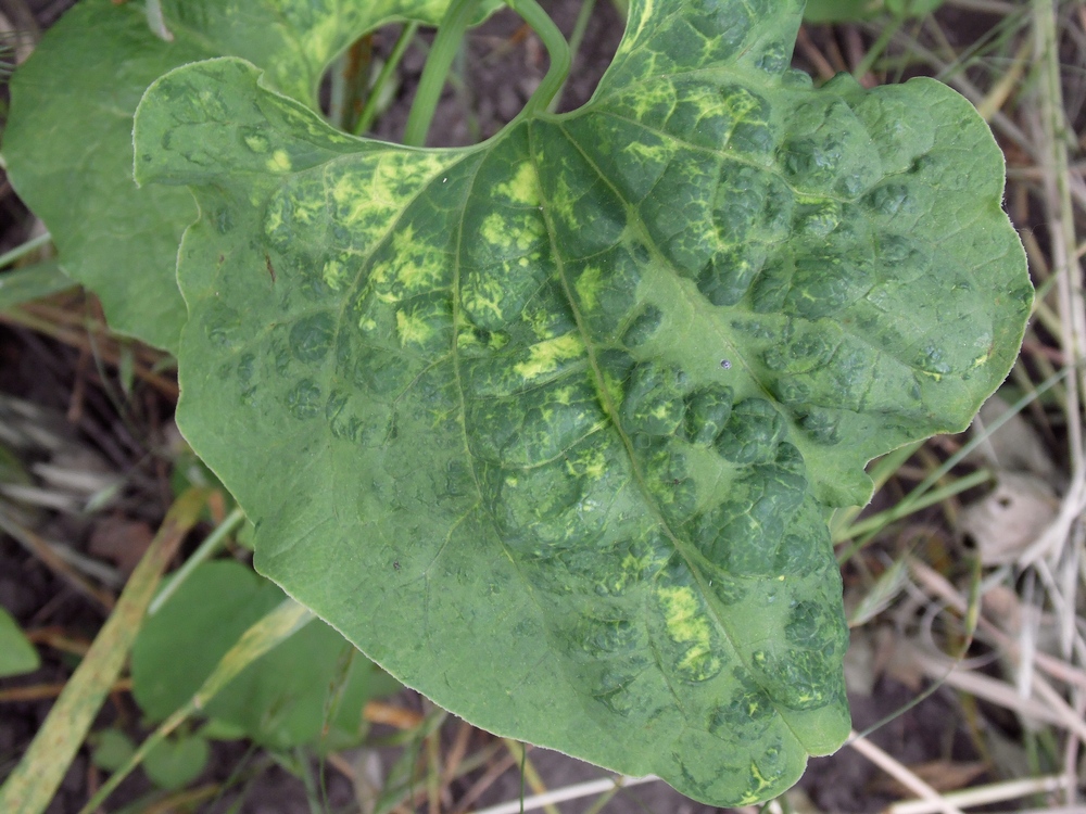 Image of Aristolochia clematitis specimen.