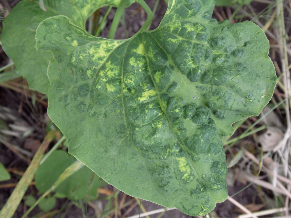 Image of Aristolochia clematitis specimen.