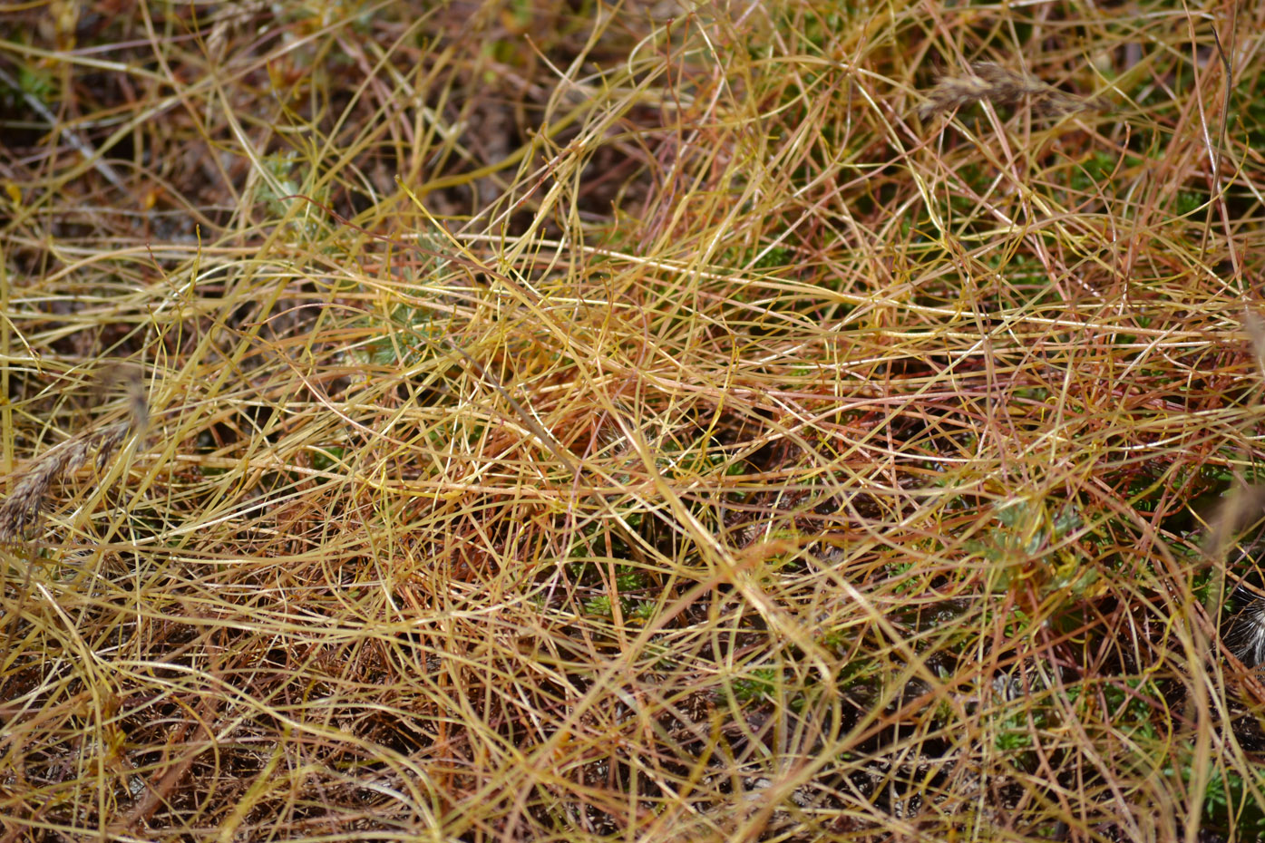 Image of genus Cuscuta specimen.