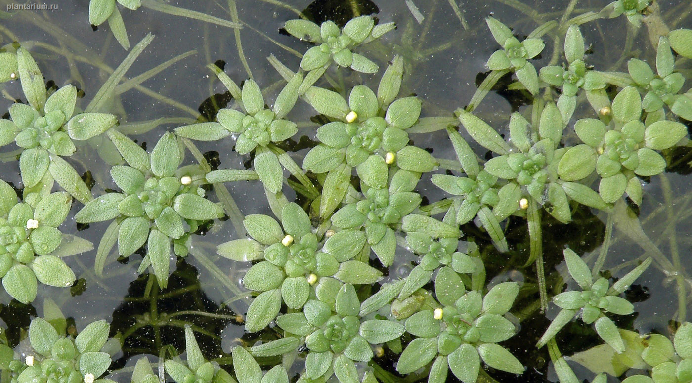 Изображение особи Callitriche palustris.