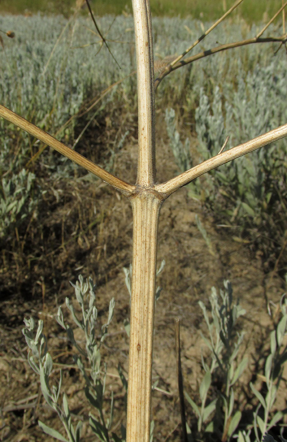 Image of Prangos odontalgica specimen.