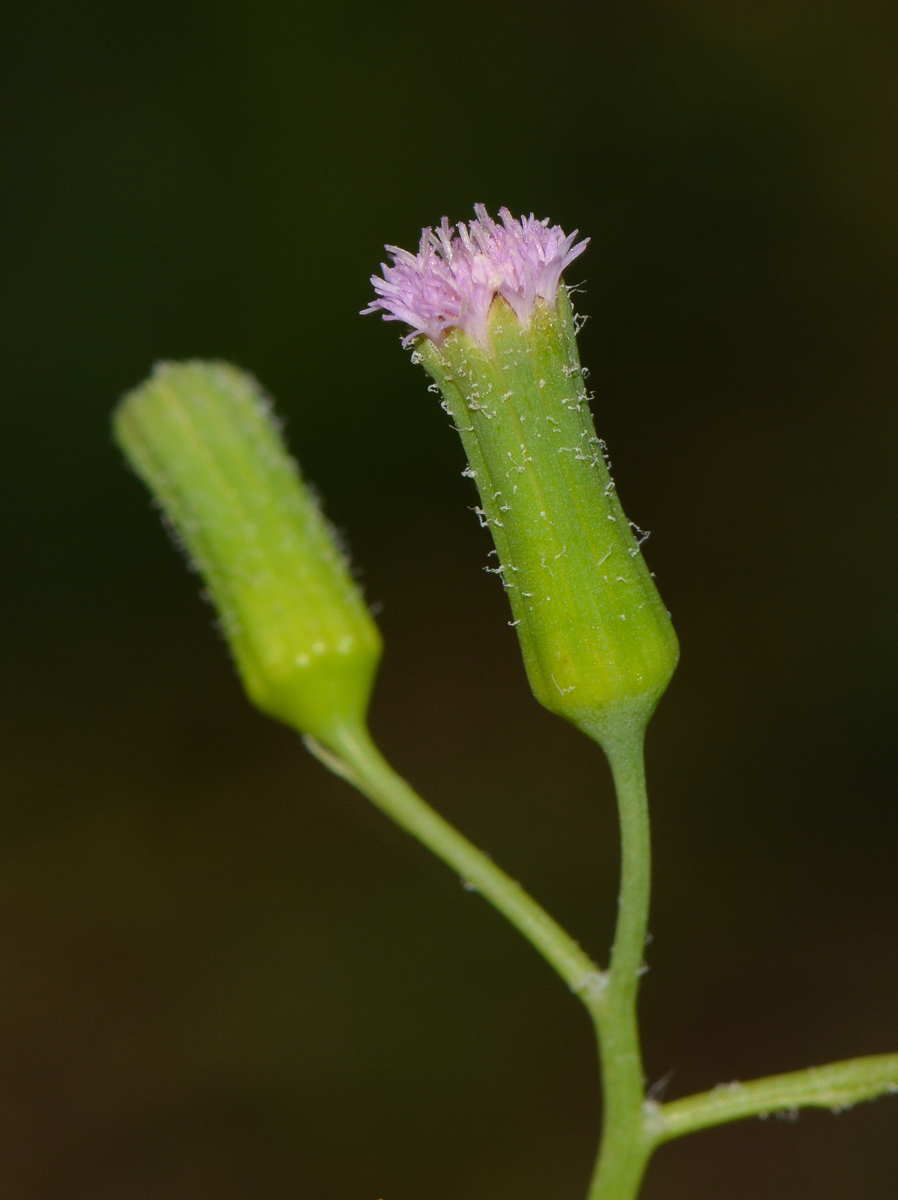 Изображение особи Emilia sonchifolia.