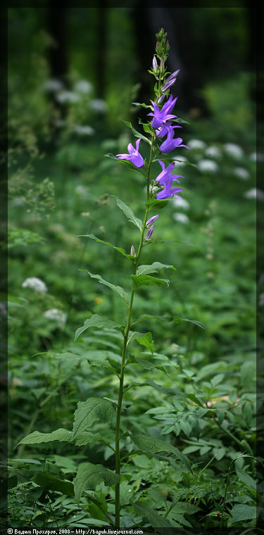 Изображение особи Campanula latifolia.