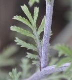 Anthemis tinctoria