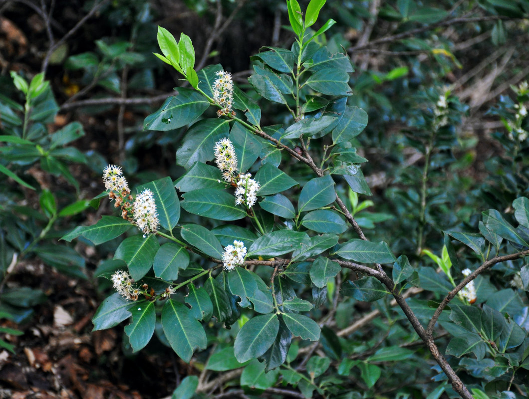 Image of Lauro-cerasus officinalis specimen.