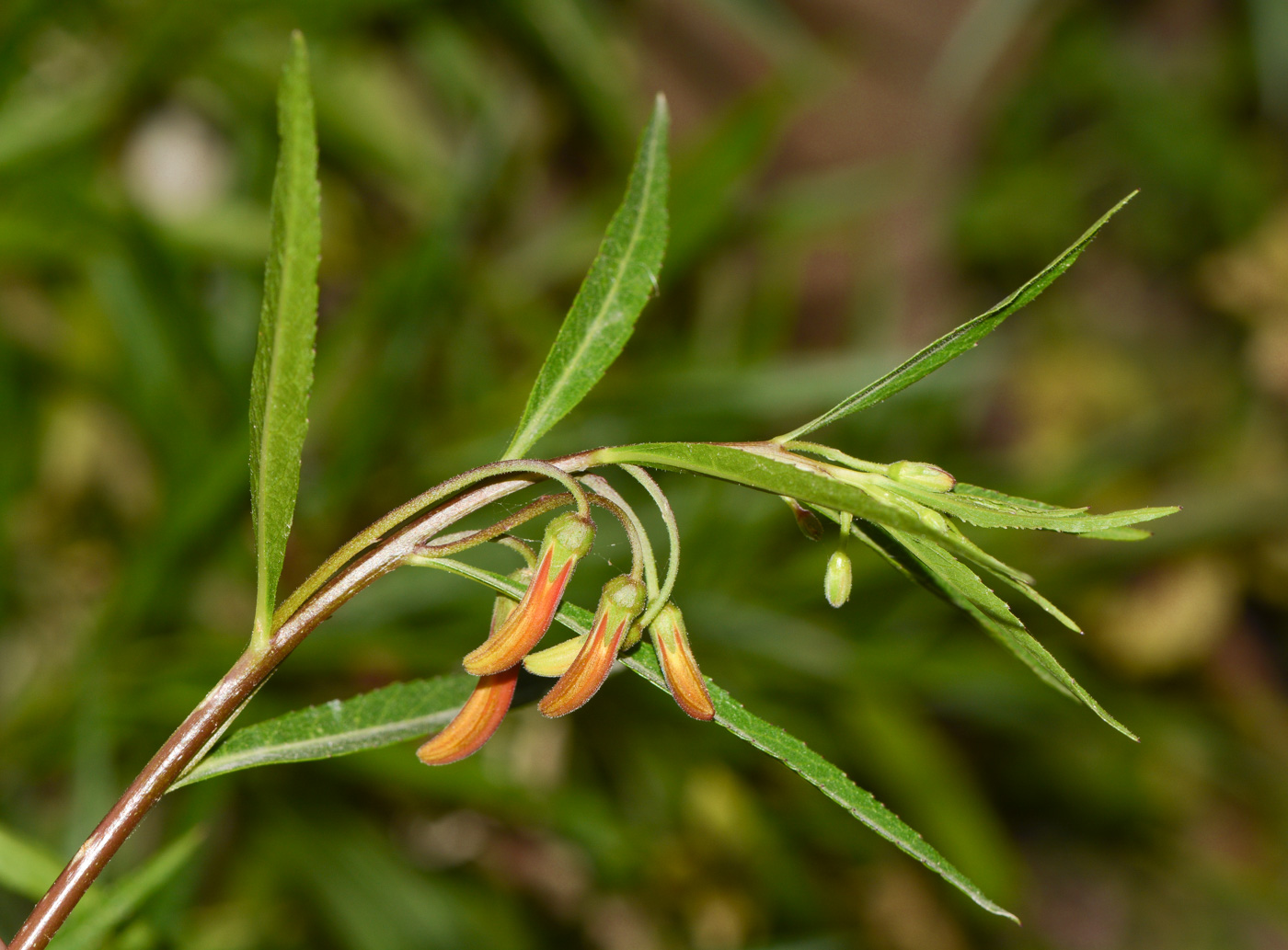 Image of Lobelia laxiflora specimen.