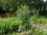 Bunias orientalis. Цветущие растения. Московская обл., окр. дер. Новотроица, правый берег р. Дубна, луг. 12.06.2017.