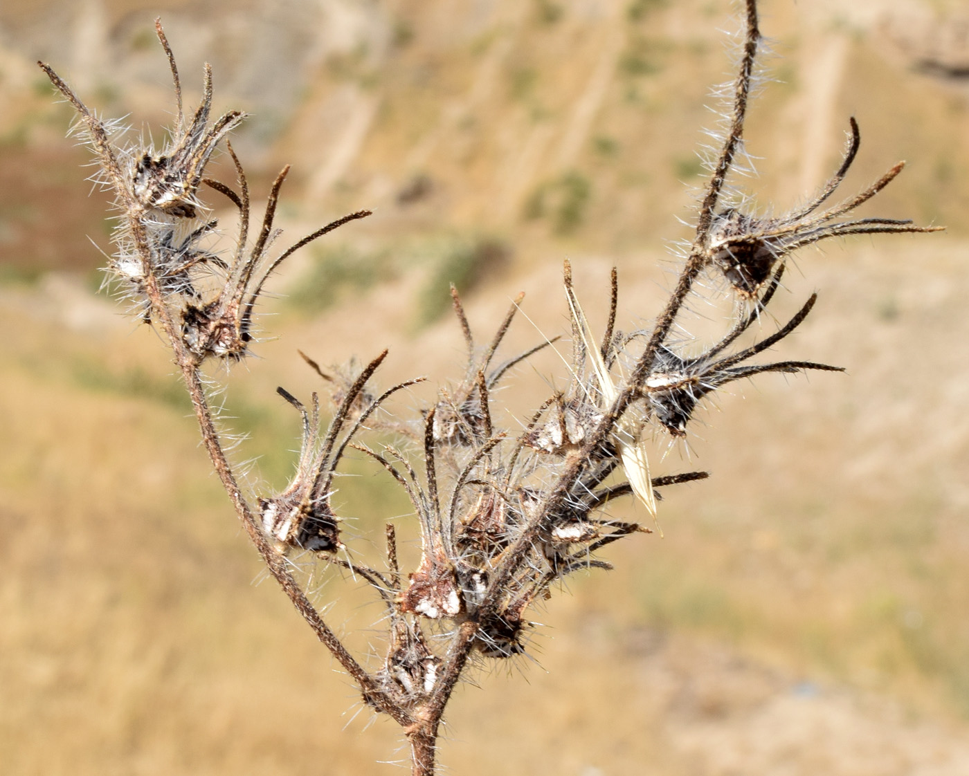 Image of Arnebia decumbens specimen.