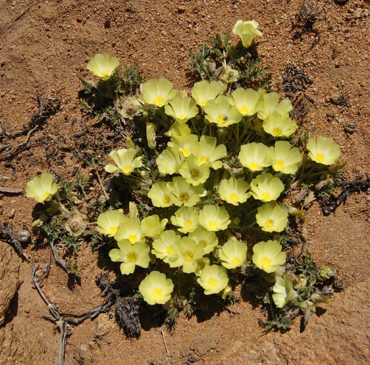 Image of Grielum humifusum specimen.