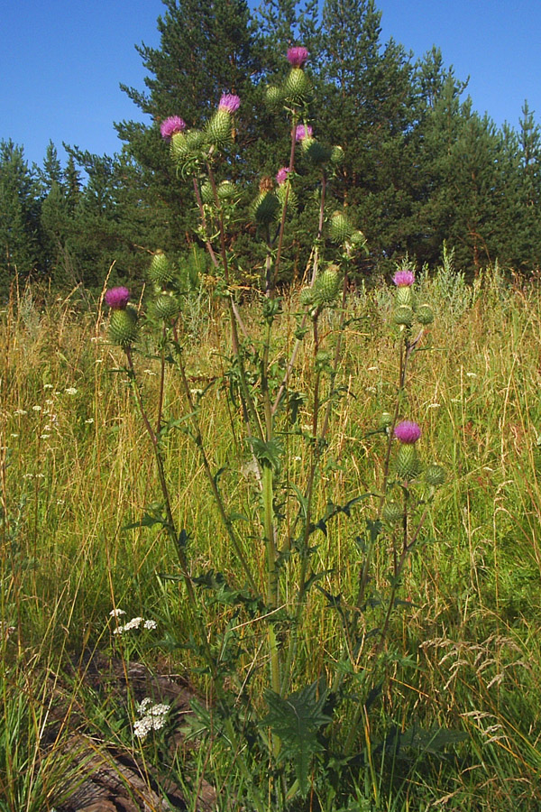 Image of Cirsium vulgare specimen.