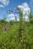 Vicia villosa. Цветущее растение, плетущееся по молодой сосне (Pinus sylvestris). Псковская обл., Опочецкий р-н, 393 км шоссе М20, суходольный луг на старой залежи. 09.07.2017.