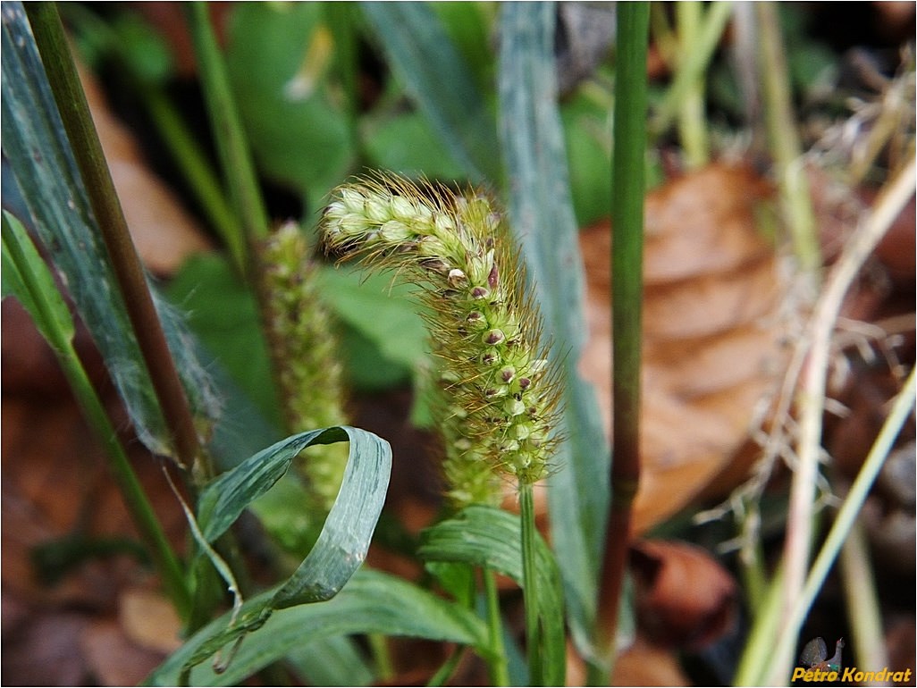 Image of Setaria pumila specimen.
