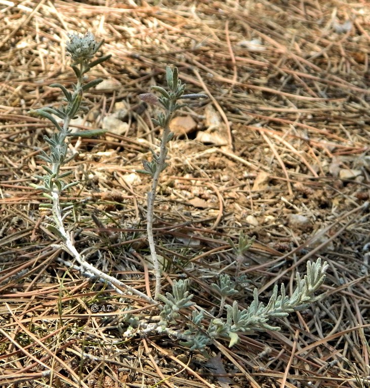 Image of genus Teucrium specimen.