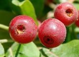 genus Malus. Плоды. Москва, парк Царицыно, озеленение. Сентябрь 2017 г.