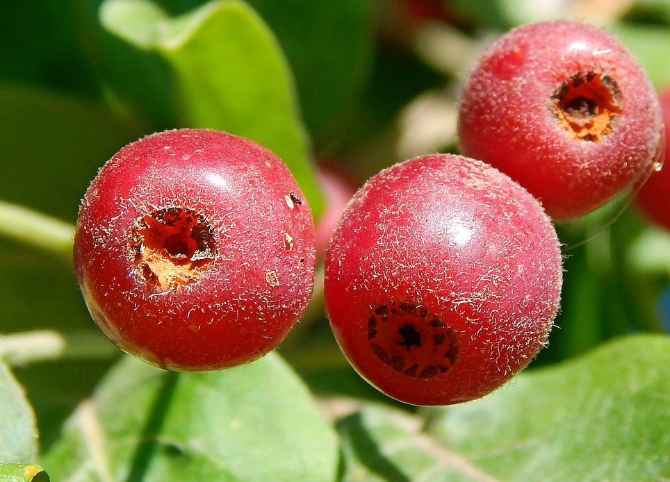 Image of genus Malus specimen.