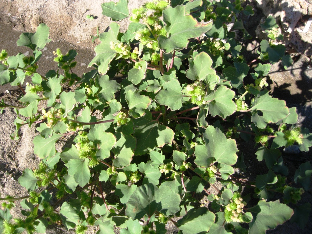 Image of Xanthium orientale specimen.