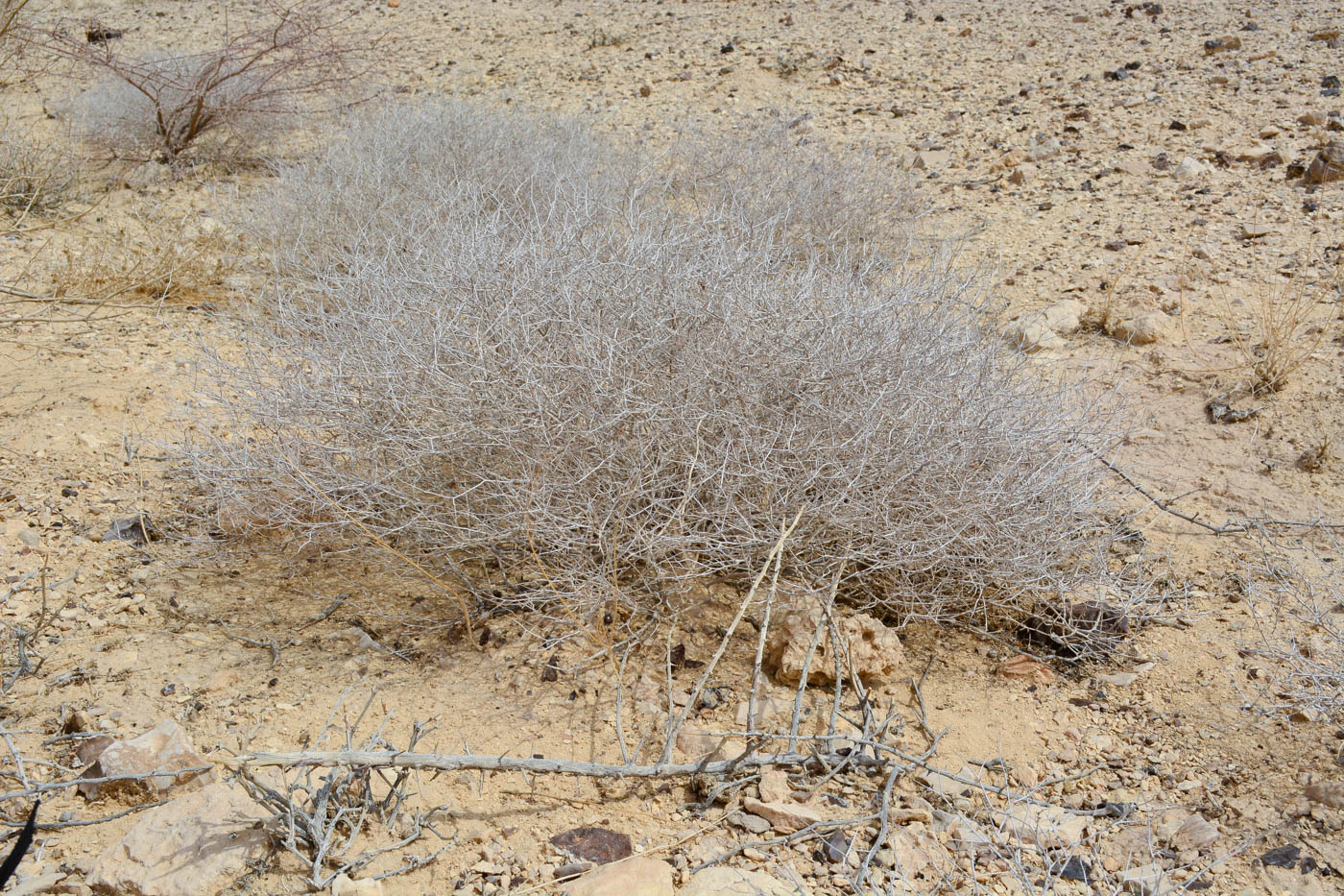 Image of Helianthemum lippii specimen.