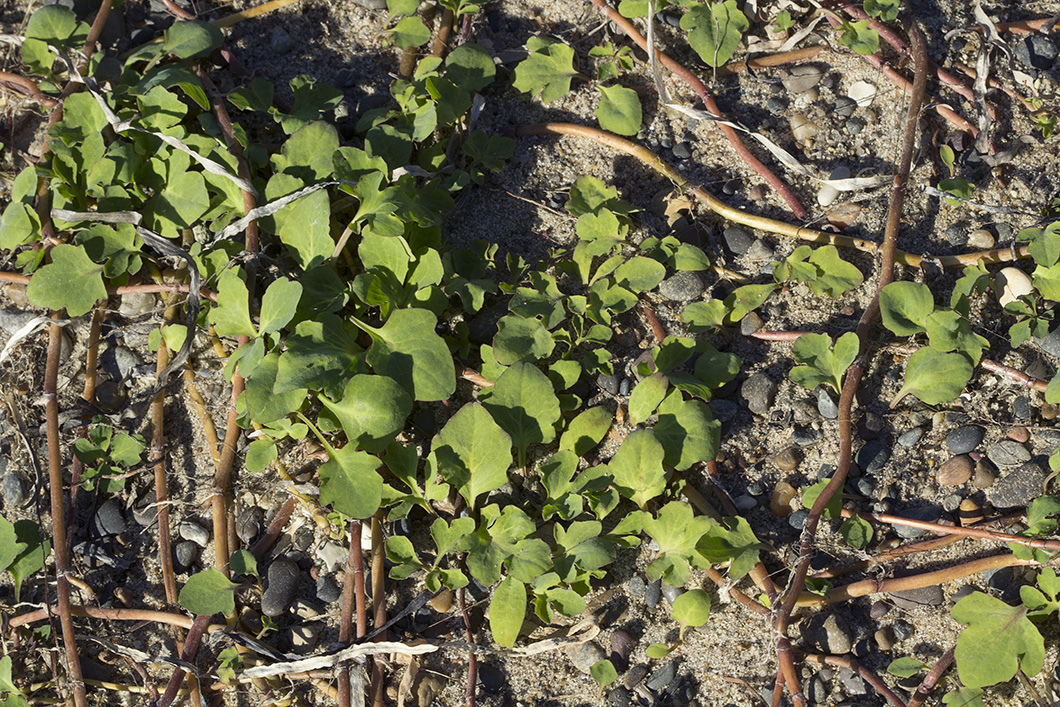 Изображение особи Chorisis repens.