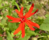 Lychnis fulgens