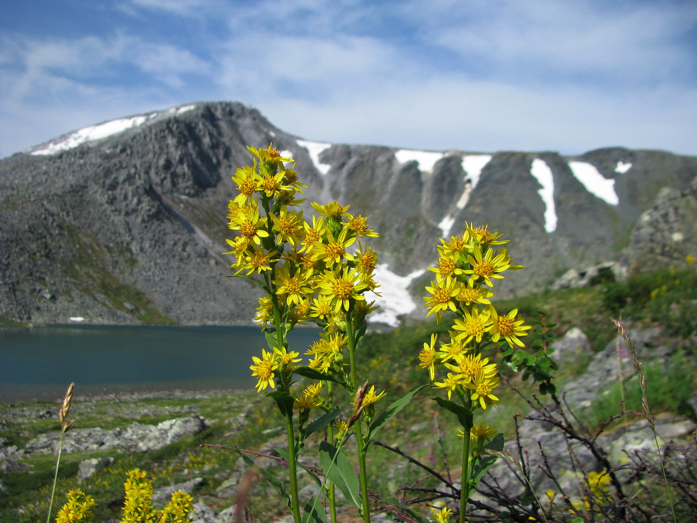 Image of Solidago virgaurea ssp. lapponica specimen.