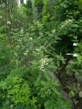 Sorbus koehneana
