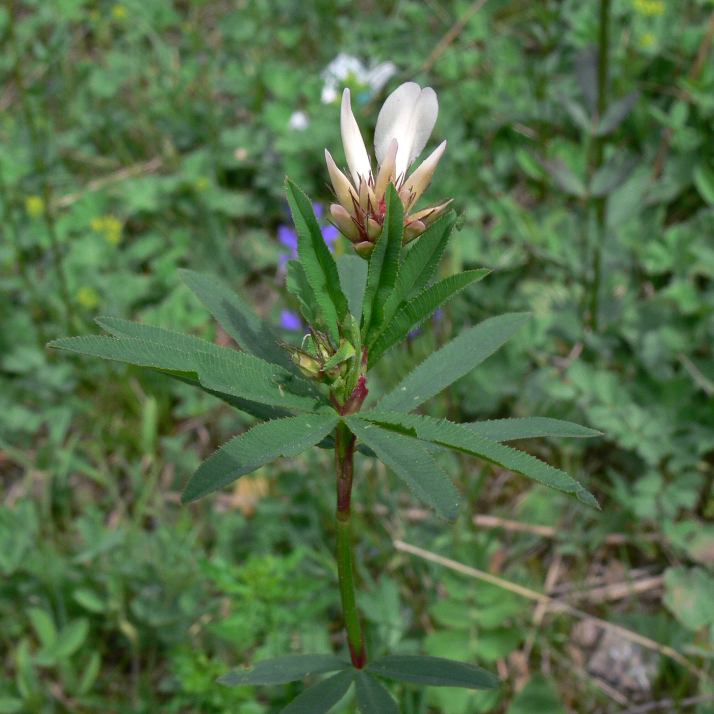 Изображение особи Trifolium spryginii.