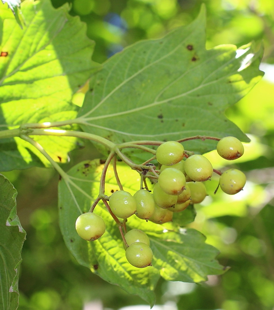 Image of Viburnum opulus specimen.