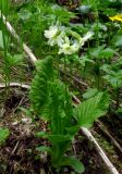 Primula pallasii