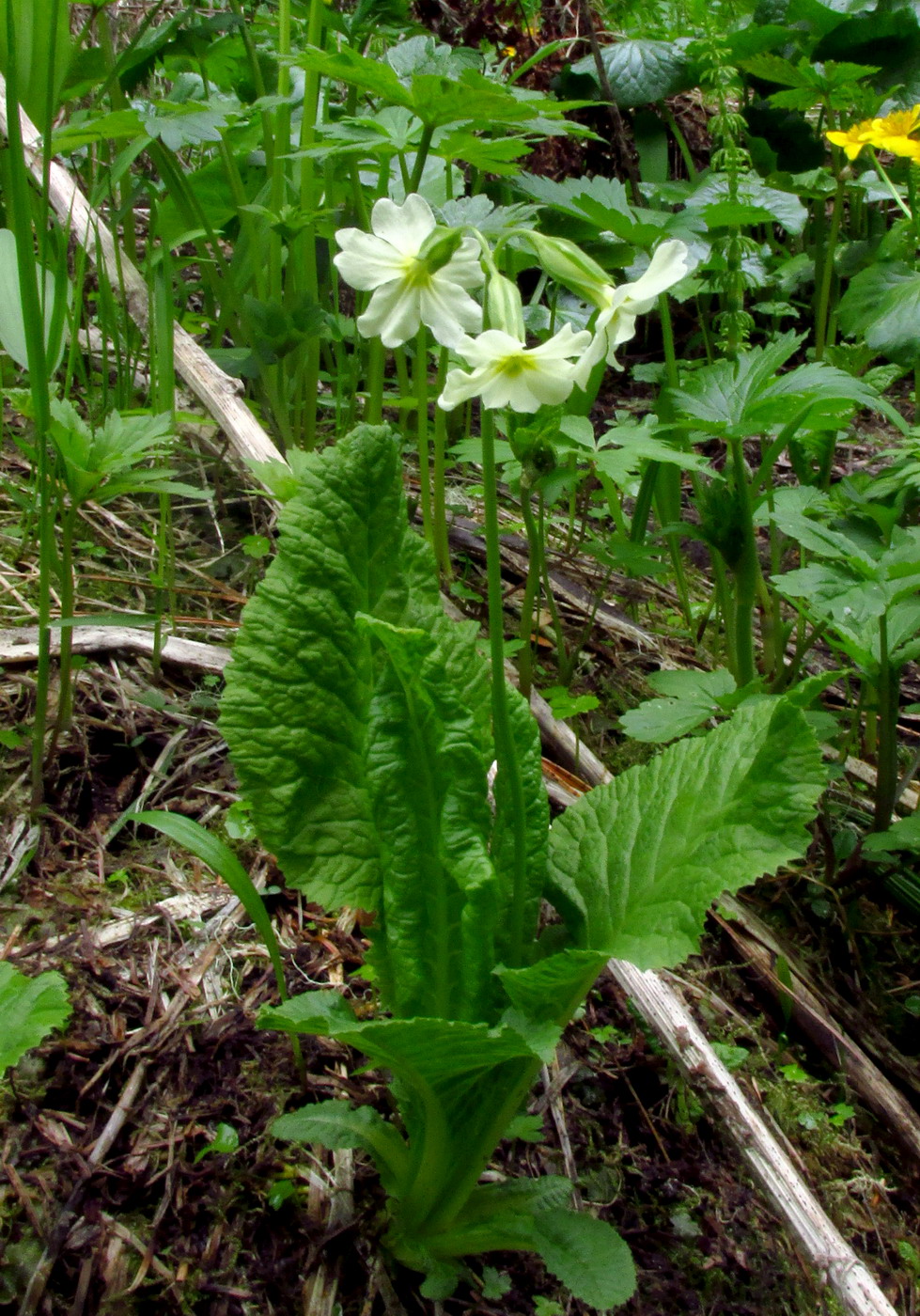 Image of Primula pallasii specimen.