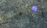 Campanula persicifolia