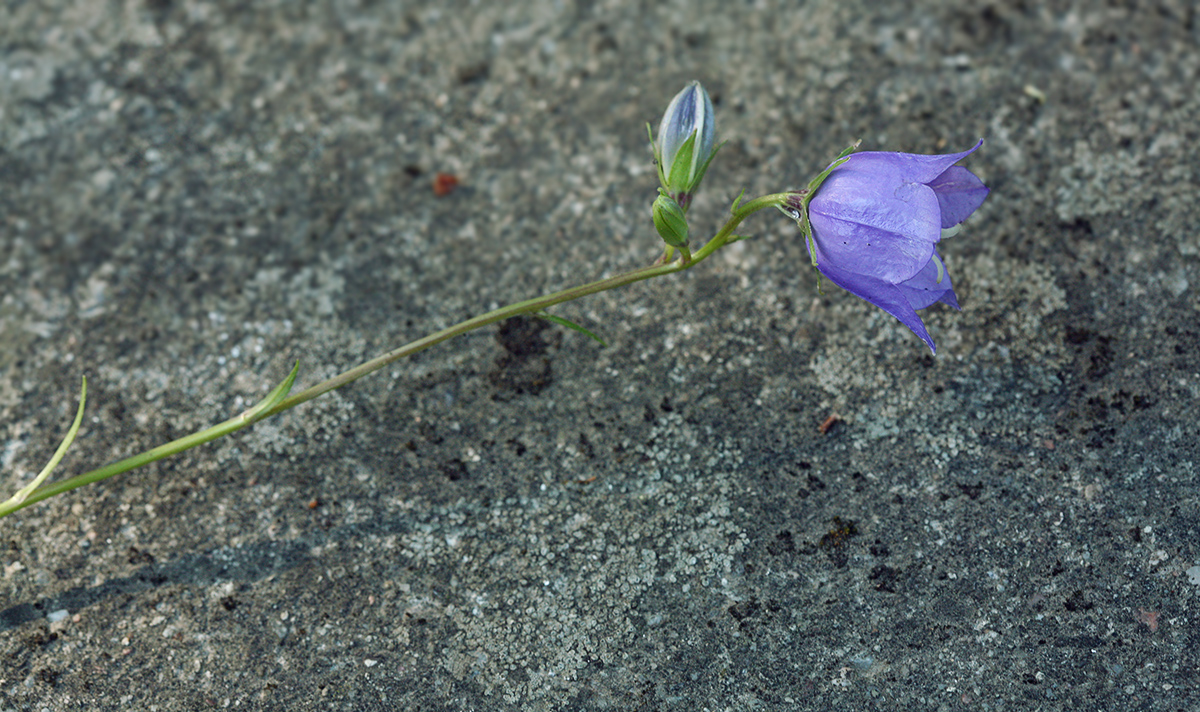 Изображение особи Campanula persicifolia.