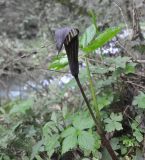genus Arisaema. Цветущее растение. Китай, провинция Хунань, городской округ Чжанцзяцзе, национальный парк Чжанцзяцзе, долина ручья Золотой Кнут. 31.03.2015.