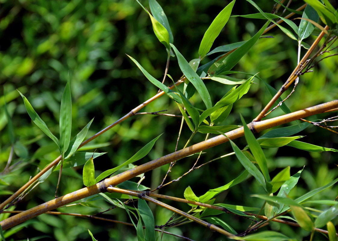 Изображение особи Phyllostachys aurea.