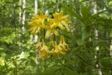 Rhododendron luteum. Побег с цветками. Республика Адыгея, Майкопский р-н, окр. пос. Каменномостский (Хаджох), склон горы Батарейная, лиственный лес, край грунтовой дороги. 03.05.2008.