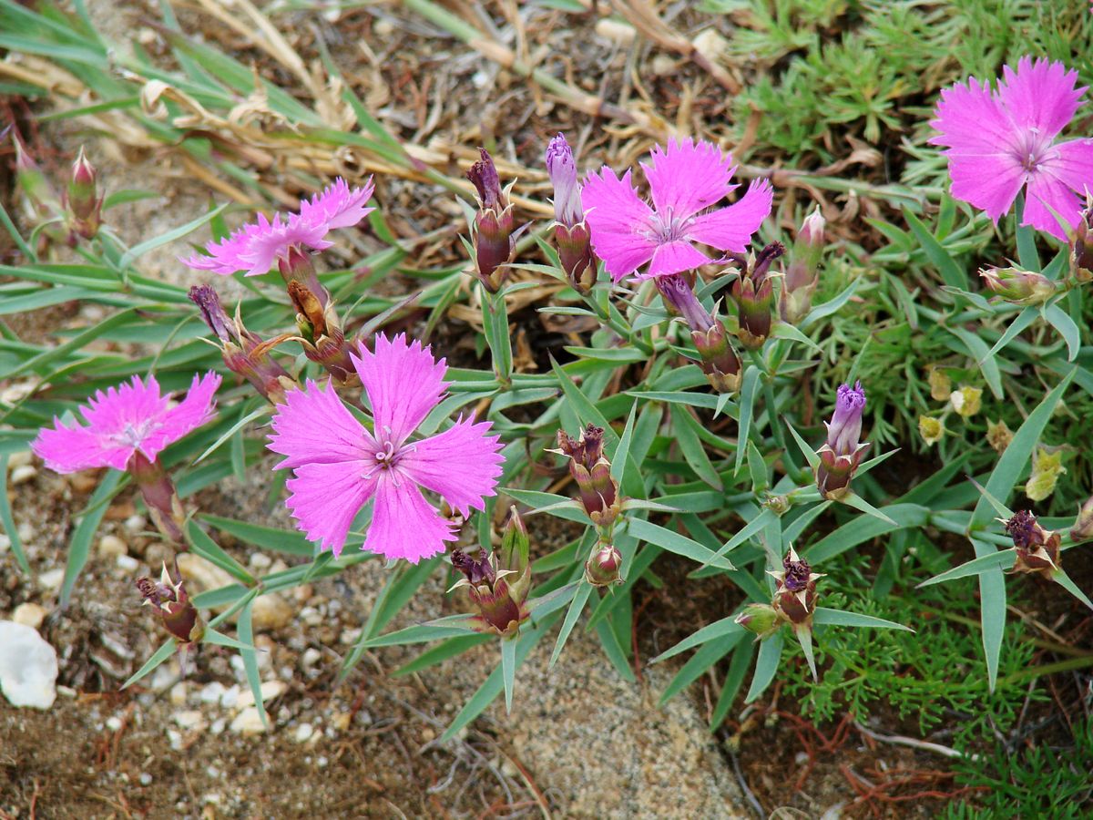 Image of Dianthus versicolor specimen.