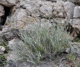 Phagnalon rupestre